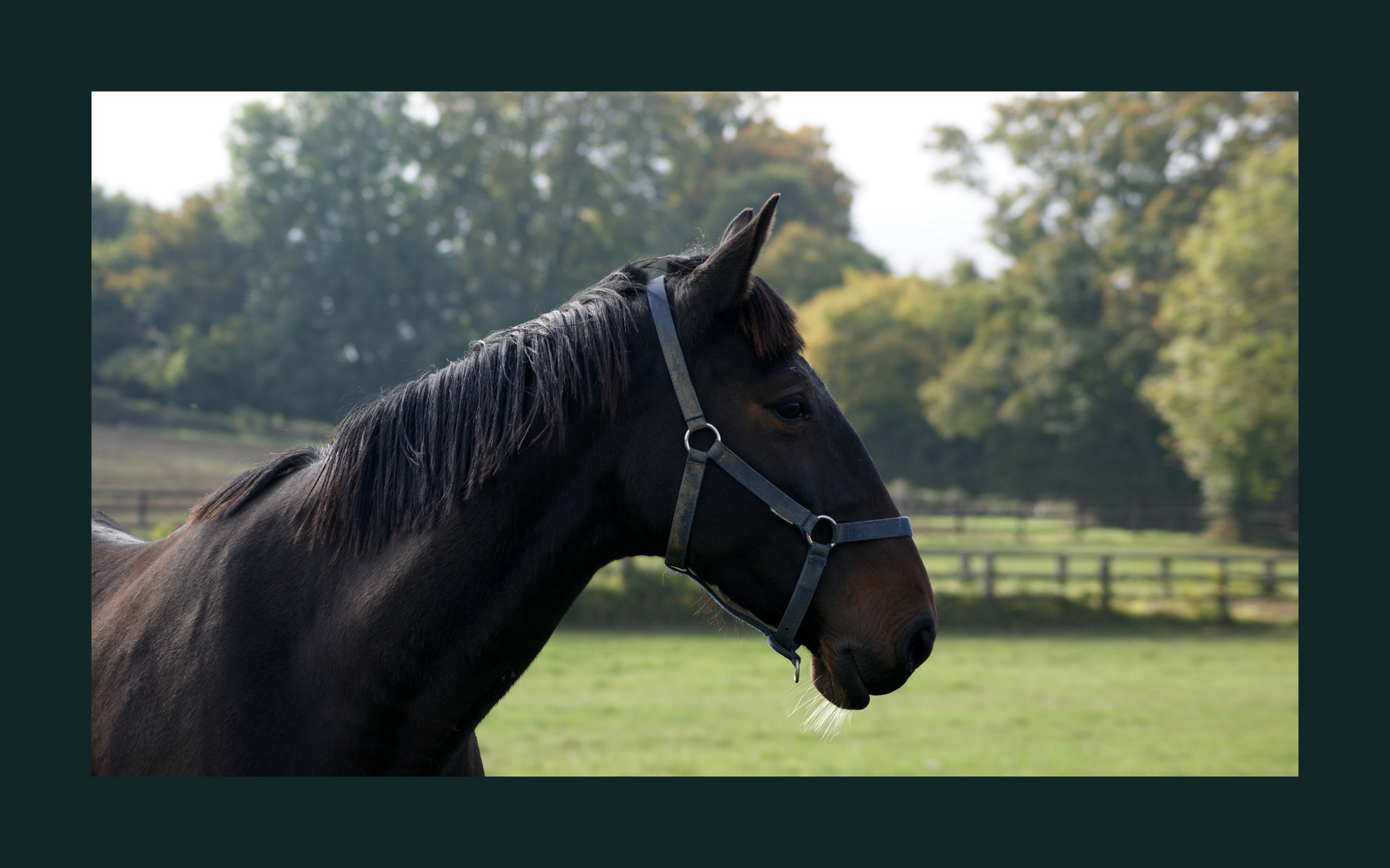 au coeur des haras 