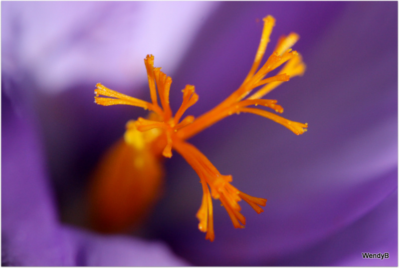 au coeur du crocus