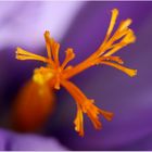 au coeur du crocus