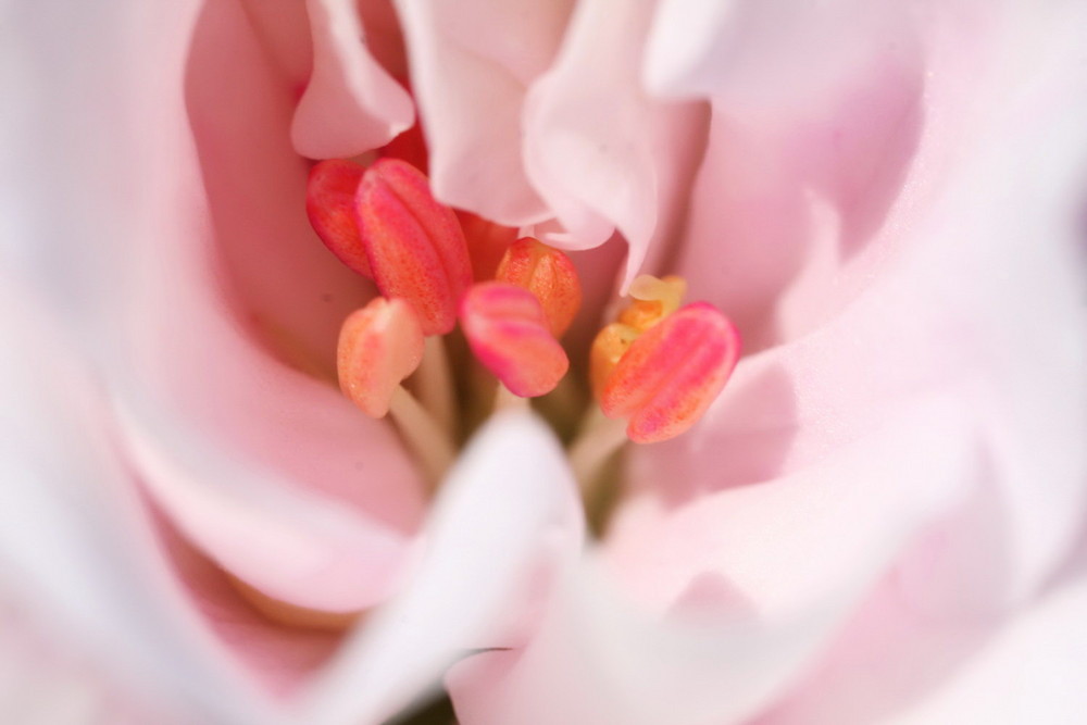 Au coeur du géranium blanc