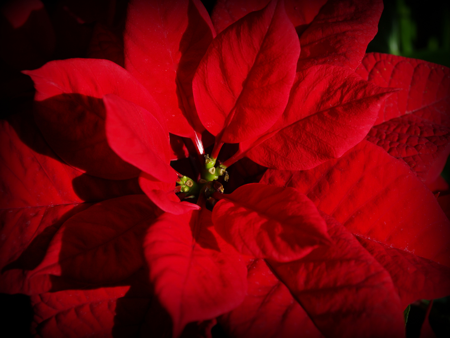 Au coeur du poinsettia - Im Herzen eines Weihnachtssterns