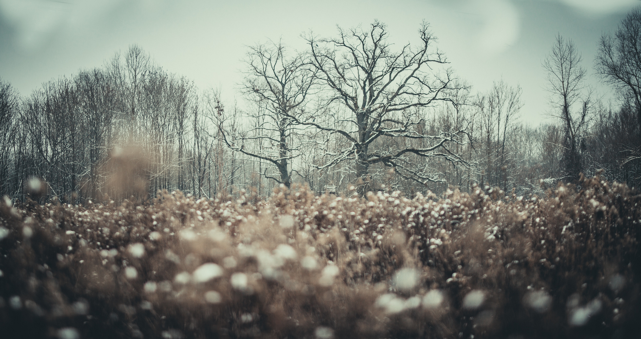 Au coeur du silence