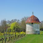 au coeur du vignoble...