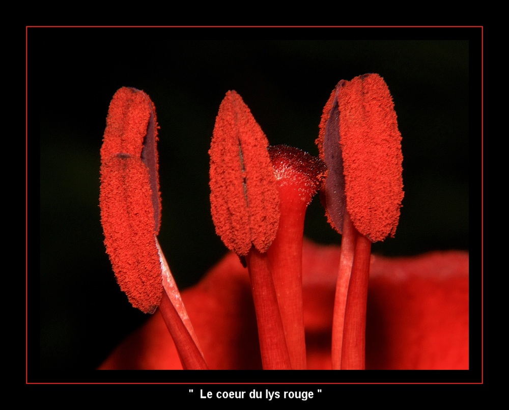 " Au coeur d'un lys rouge de mon jardin "