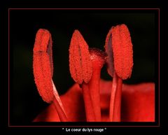 " Au coeur d'un lys rouge de mon jardin "