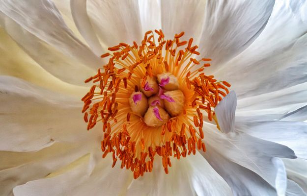 Au coeur d'une pivoine