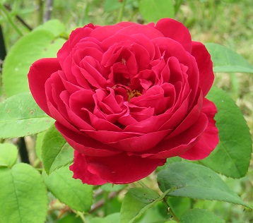 Au coeur d'une rose