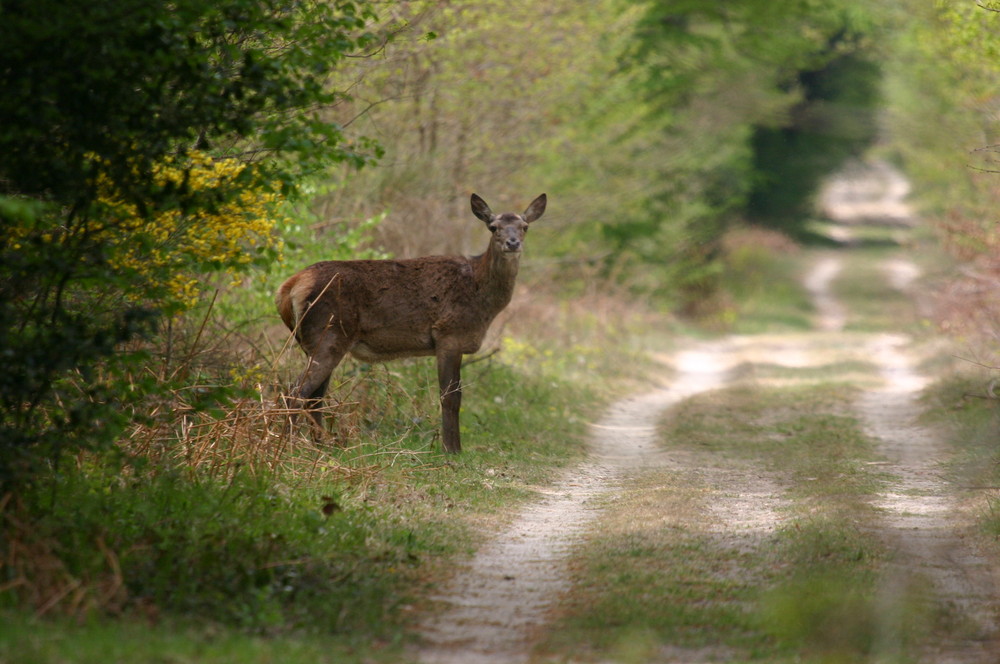 au coin d un chemin