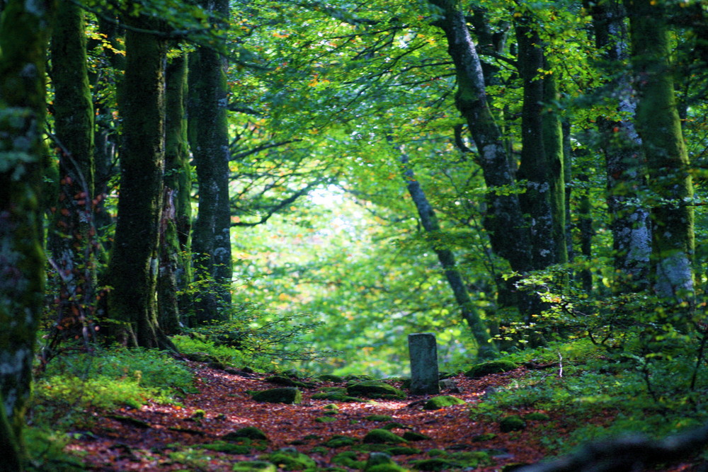 au col de la Schlucht