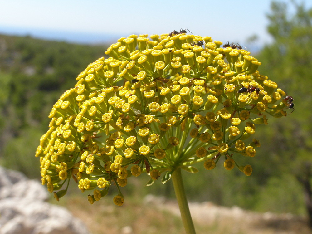 Au Col de Morgiou (Marseille)