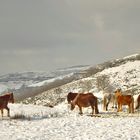 Au col d'Otxondo