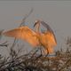 La Camargue