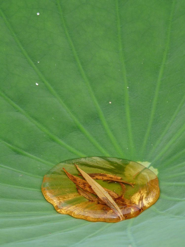 au creux d'un lotus by bibou09