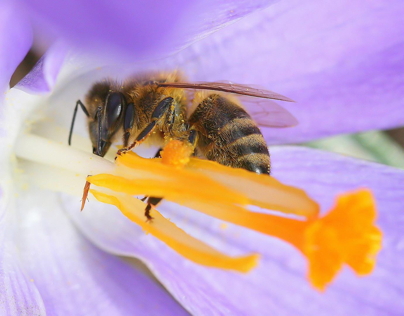 Au cœur de la fleur..................!