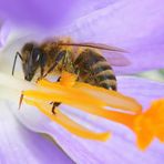 Au cœur de la fleur..................!