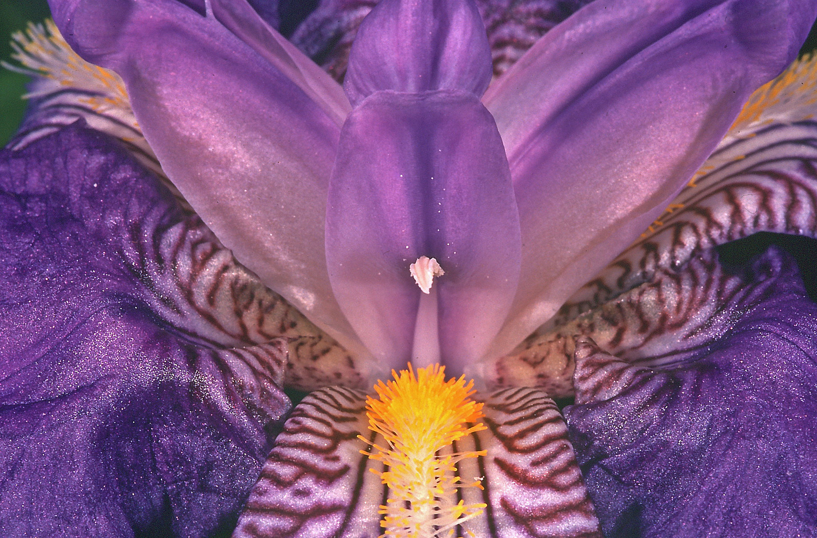 Au cœur de la fleur