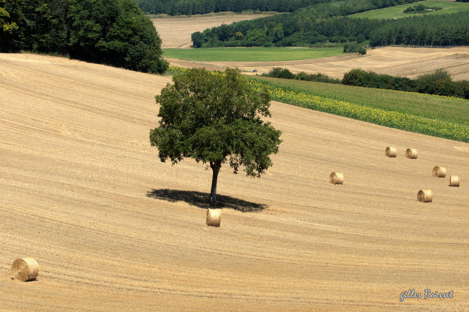 Au cœur de l'été dans le Vexin normand