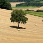 Au cœur de l'été dans le Vexin normand