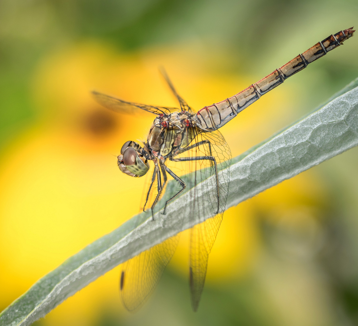 Au cœur du bokeh. 