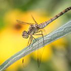 Au cœur du bokeh. 