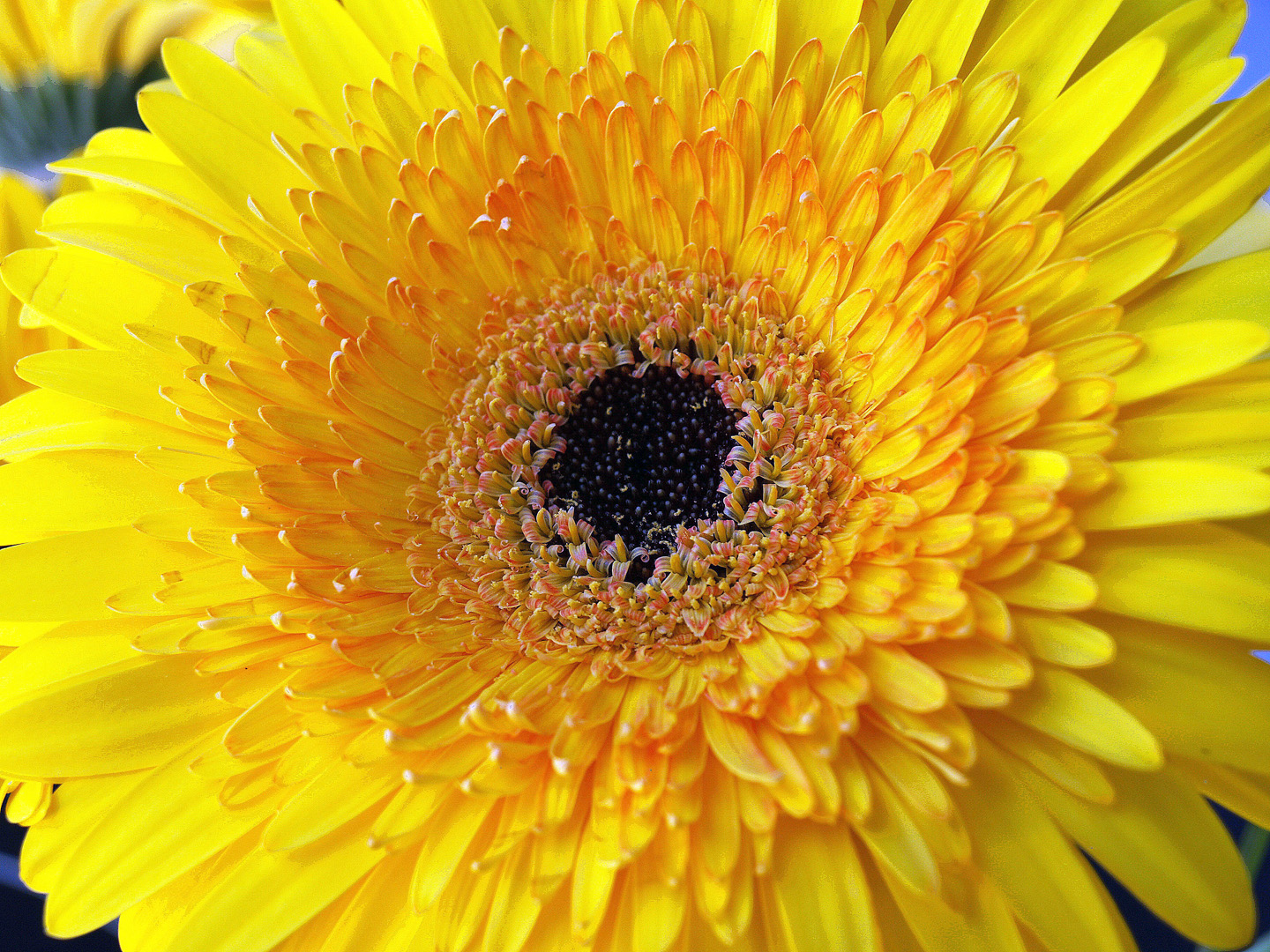 Au cœur du gerbera  --  Im Herzen des Gerberas