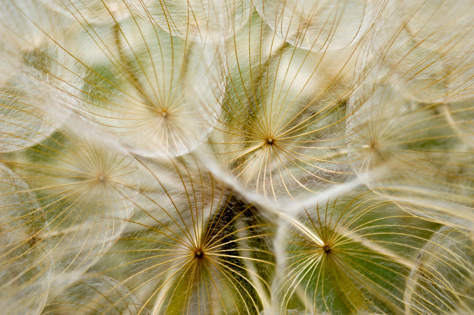 Au cœur d'une fleur de pissenlit.