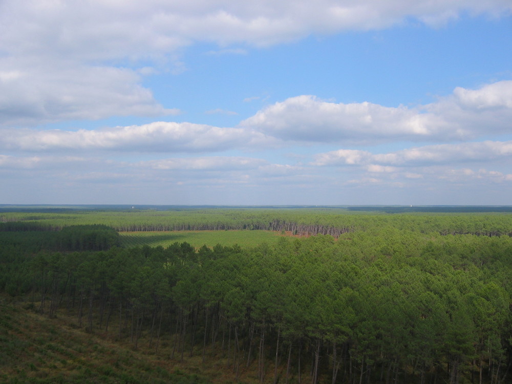 Au dessus de la foret Landaise