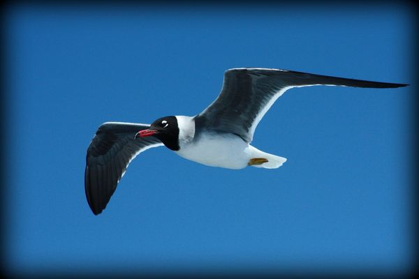 Au-dessus de la mer rouge...