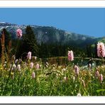 au-dessus de Morzine (74)