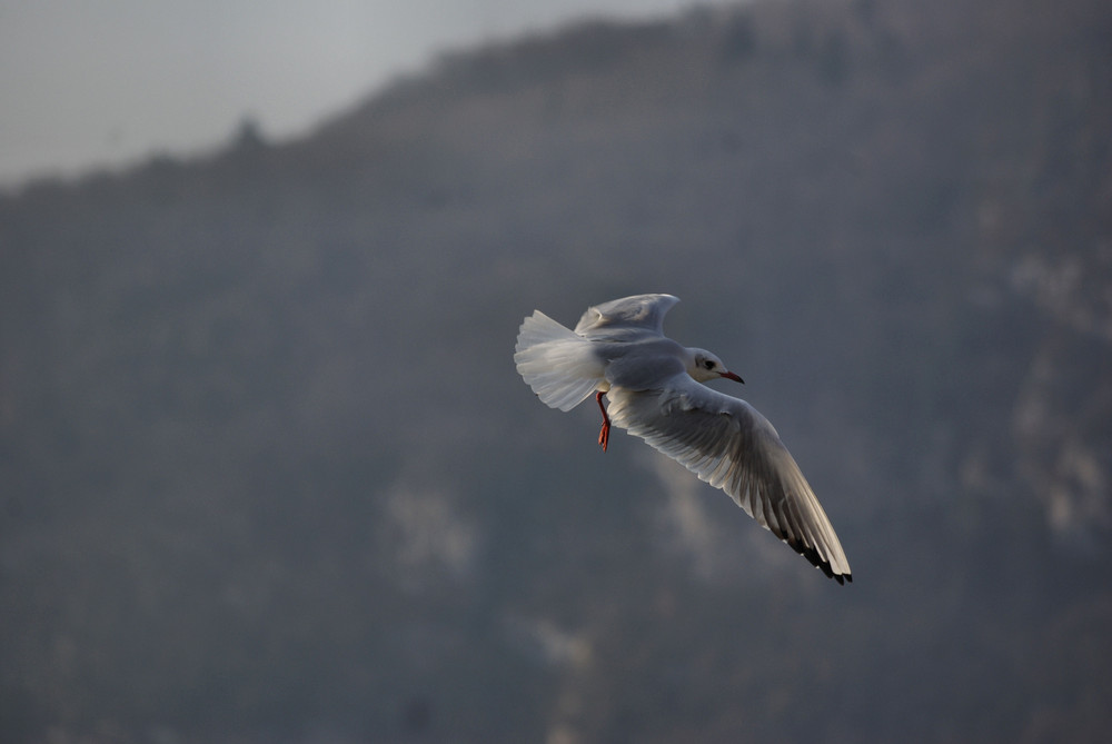 Au dessus du lac d'Annecy