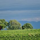 Au dessus du vignoble