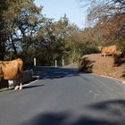 au détour du chemin à Ustaritz