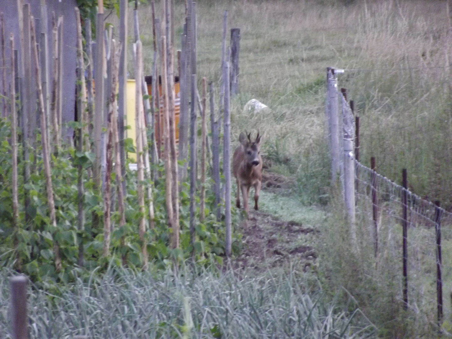 au détour du jardin