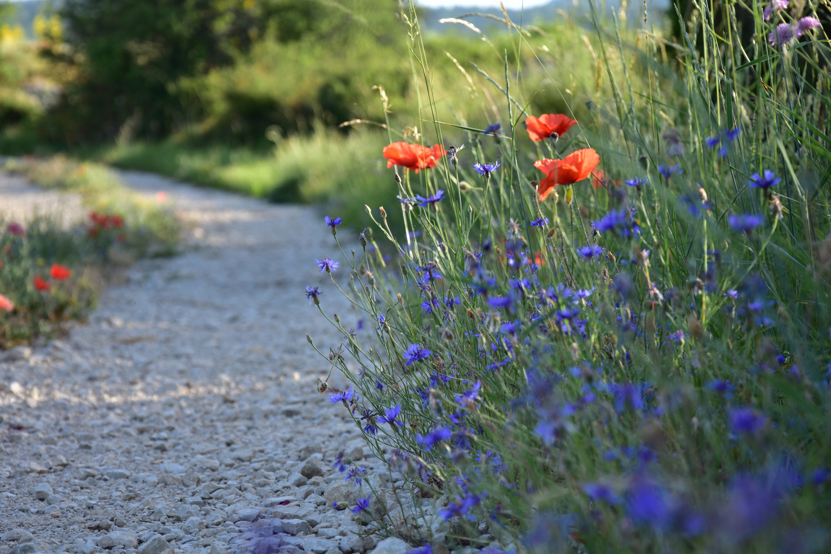 Au detour d'un sentier 