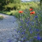 Au detour d'un sentier 