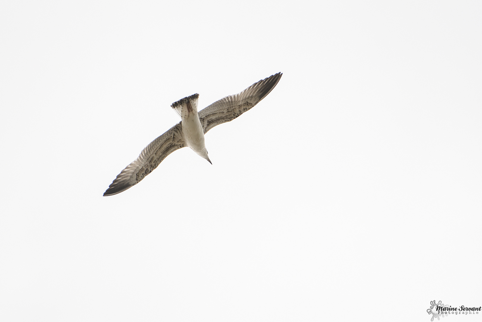 Au détour d'une mouette