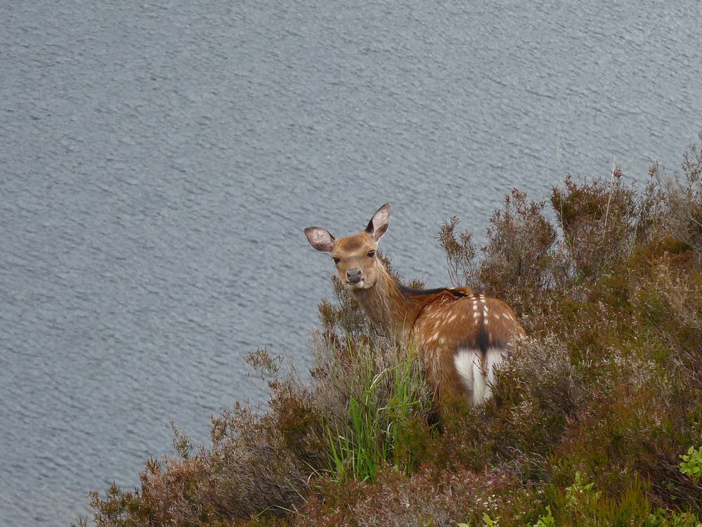 Au détour d'une rando nature en Irlande de jerejacq 