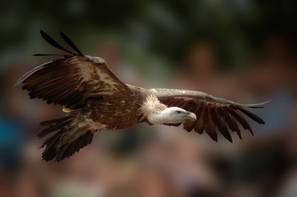 au donjon des aigles