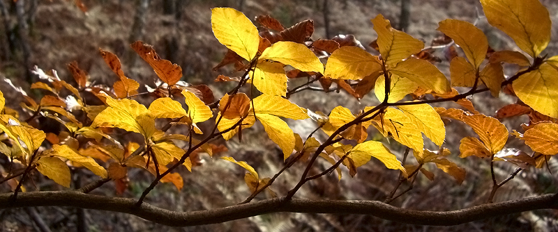 Au fil de l'automne