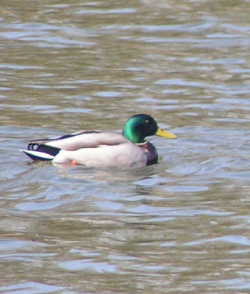 au fil de l'eau