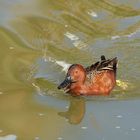 Au fil de l'eau .....