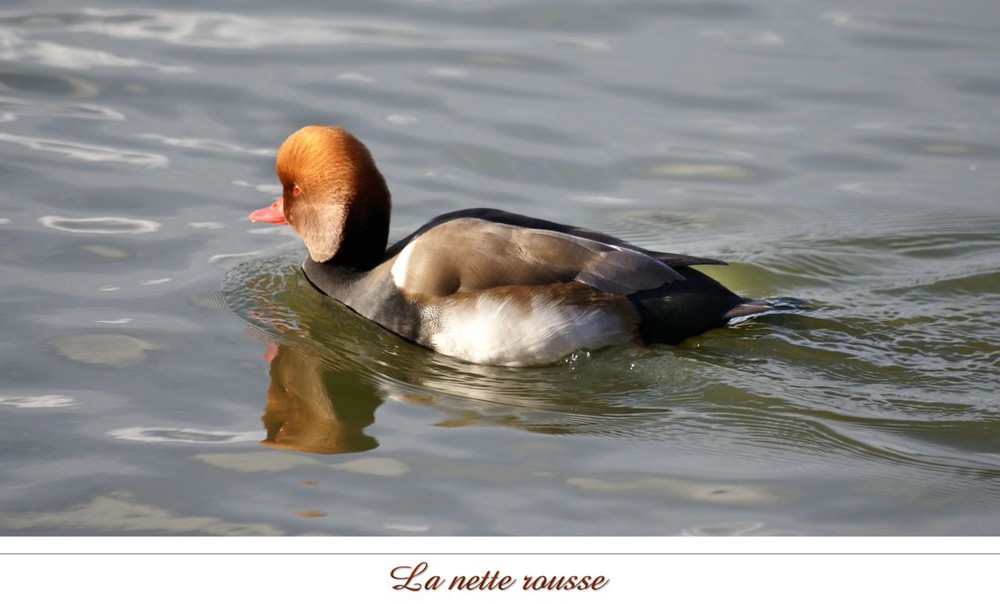 Au fil de l'eau .........