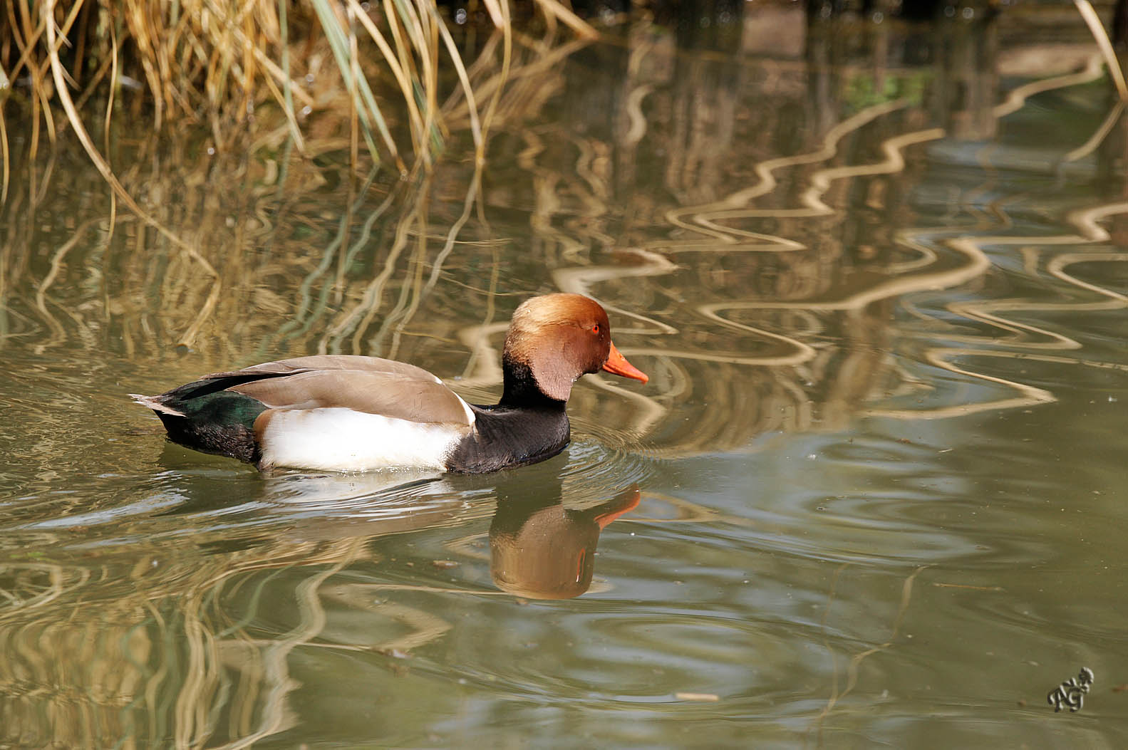 Au fil de l'eau... la nette rousse