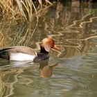 Au fil de l'eau... la nette rousse