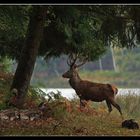 ...Au fond des bois...