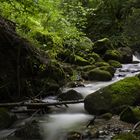 Au fond des Bois