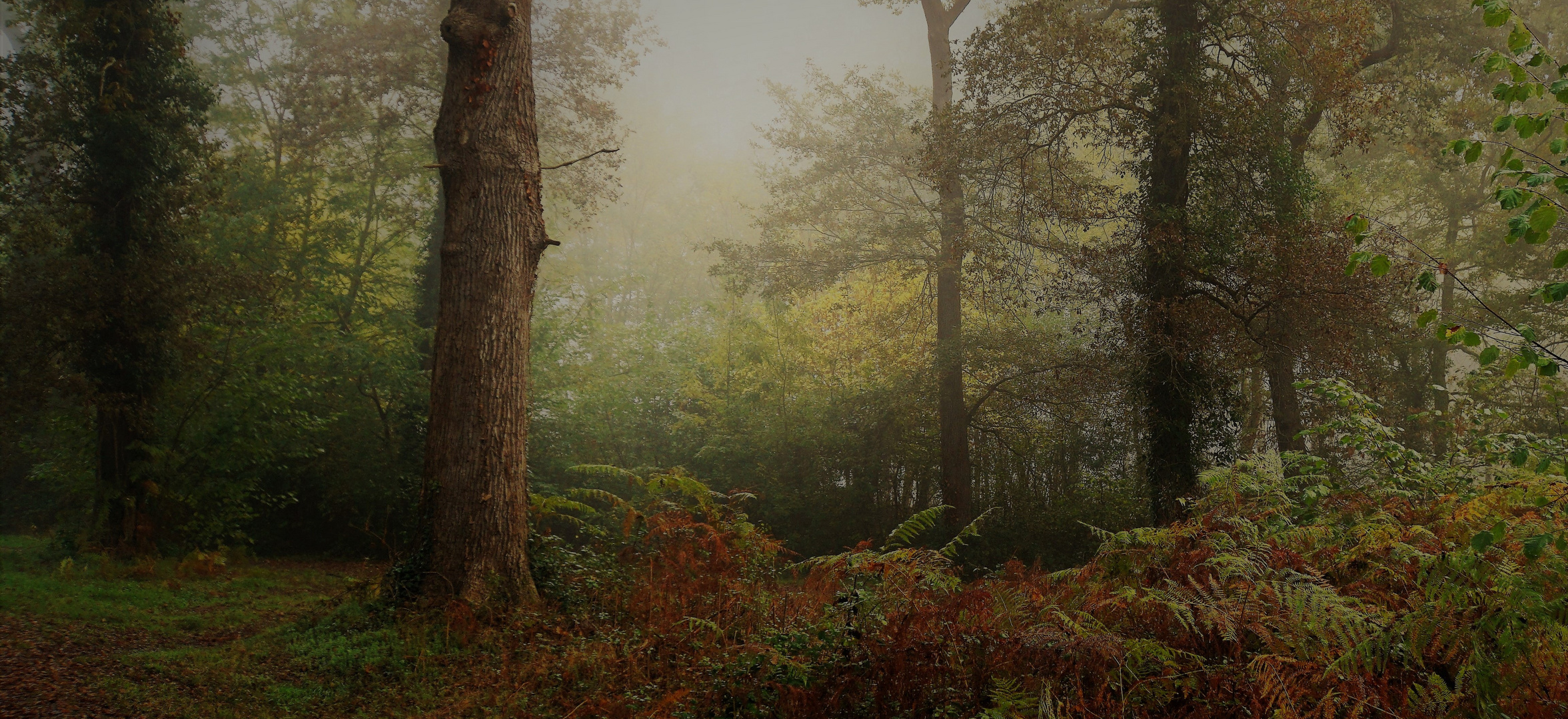 Au fond des bois..... photo et image spécial concours, l'automne