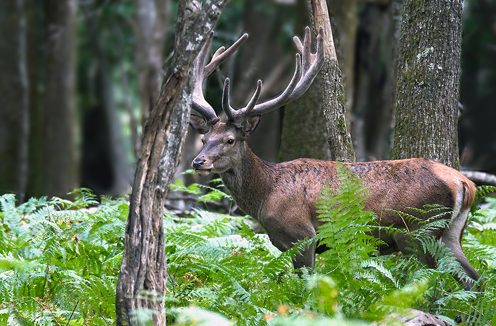 ...Au fond des bois...