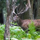 ...Au fond des bois...