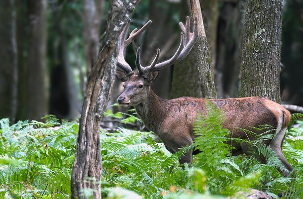 ...Au fond des bois...